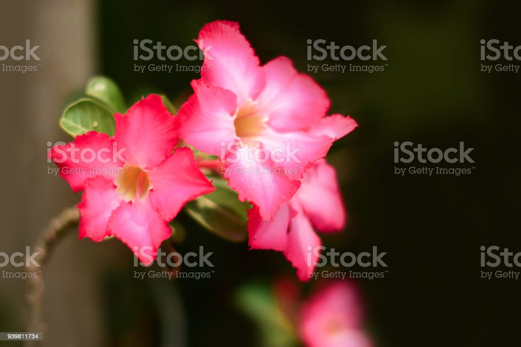 Detail Gambar Kartun Bunga Adenium Nomer 21