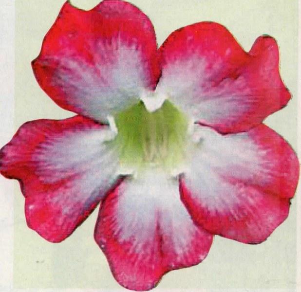 Detail Gambar Kartun Bunga Adenium Nomer 4