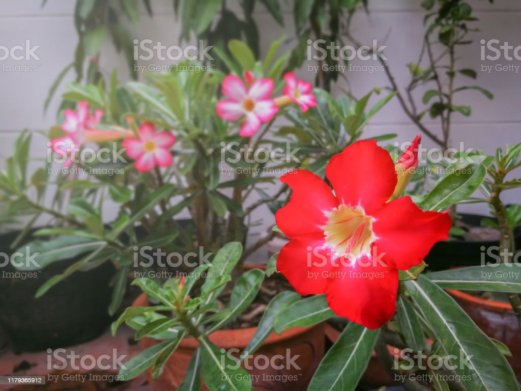 Detail Gambar Kartun Bunga Adenium Nomer 33