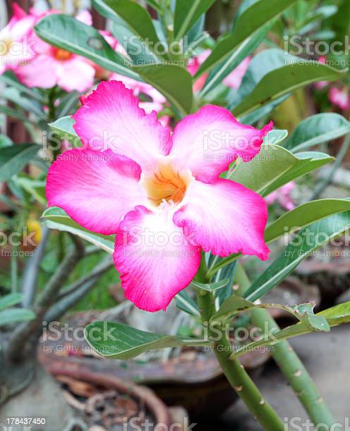 Detail Gambar Kartun Bunga Adenium Nomer 58