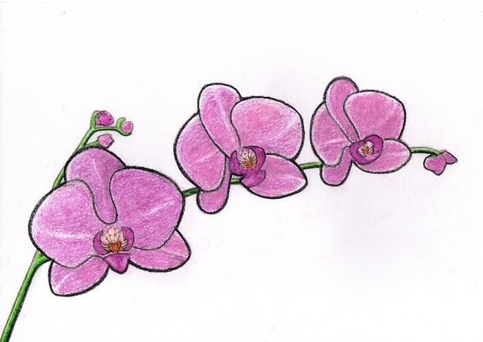 Detail Gambar Kartun Bunga Anggrek Nomer 11