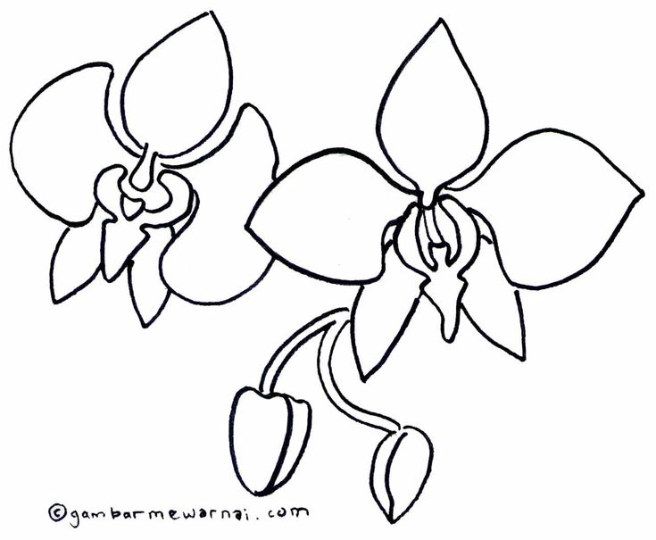 Detail Gambar Kartun Bunga Anggrek Nomer 9