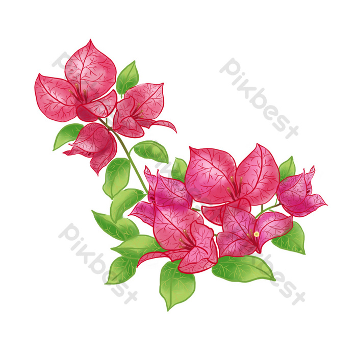 Detail Gambar Kartun Bunga Bugenvil Nomer 31