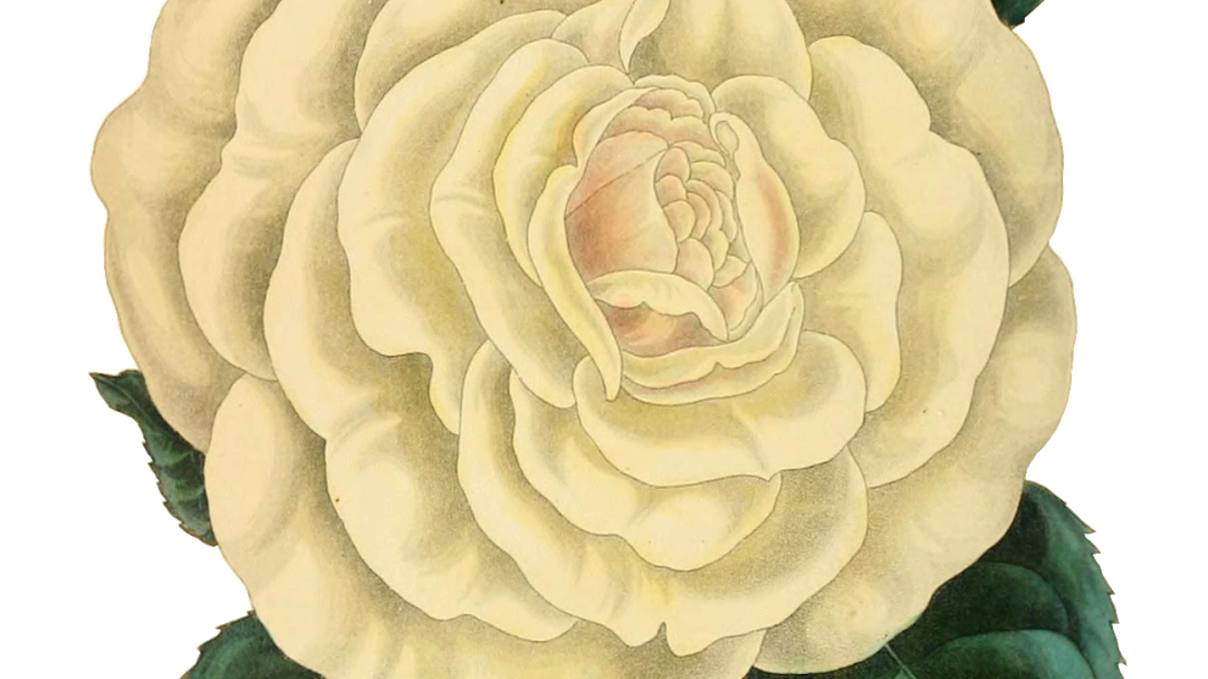 Detail Gambar Kartun Bunga Mawar Cantik Nomer 21