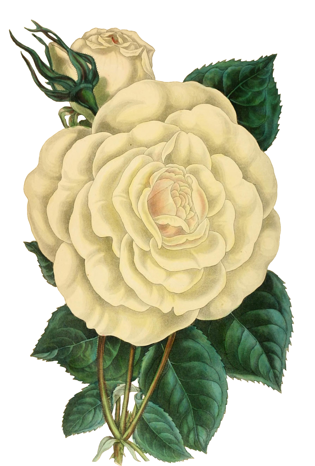 Detail Gambar Kartun Bunga Mawar Cantik Nomer 4