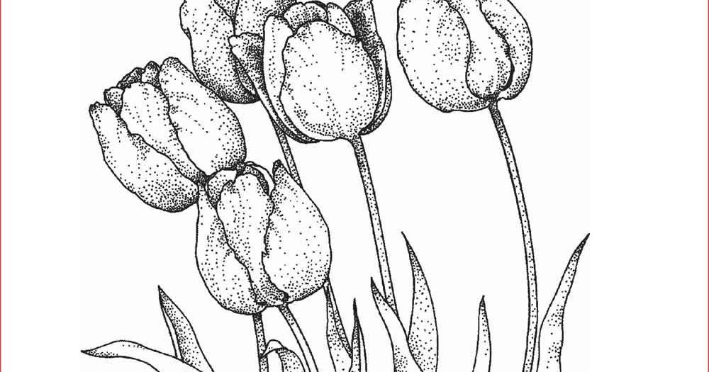 Detail Gambar Kartun Bunga Tulip Hitam Putih Nomer 37