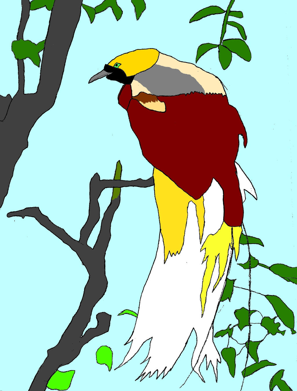 Download Gambar Kartun Burung Cendrawasih Nomer 17