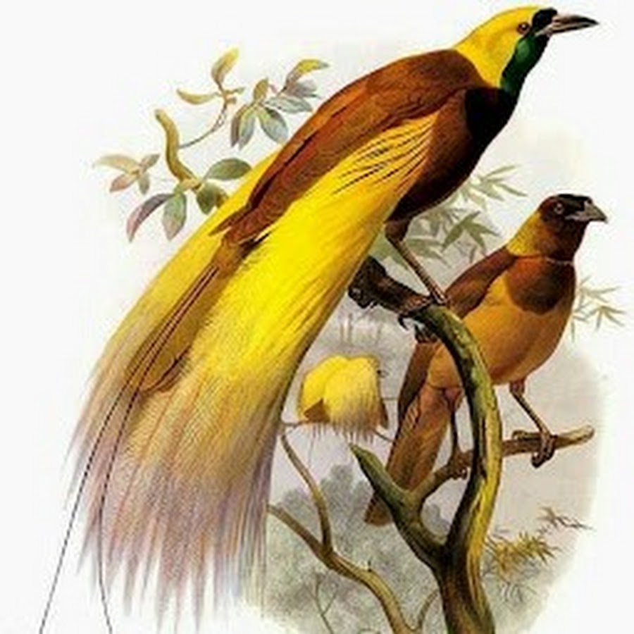 Detail Gambar Kartun Burung Cendrawasih Nomer 22