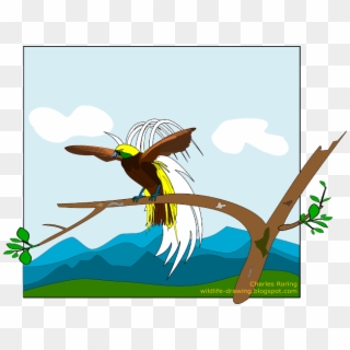 Detail Gambar Kartun Burung Cendrawasih Nomer 32