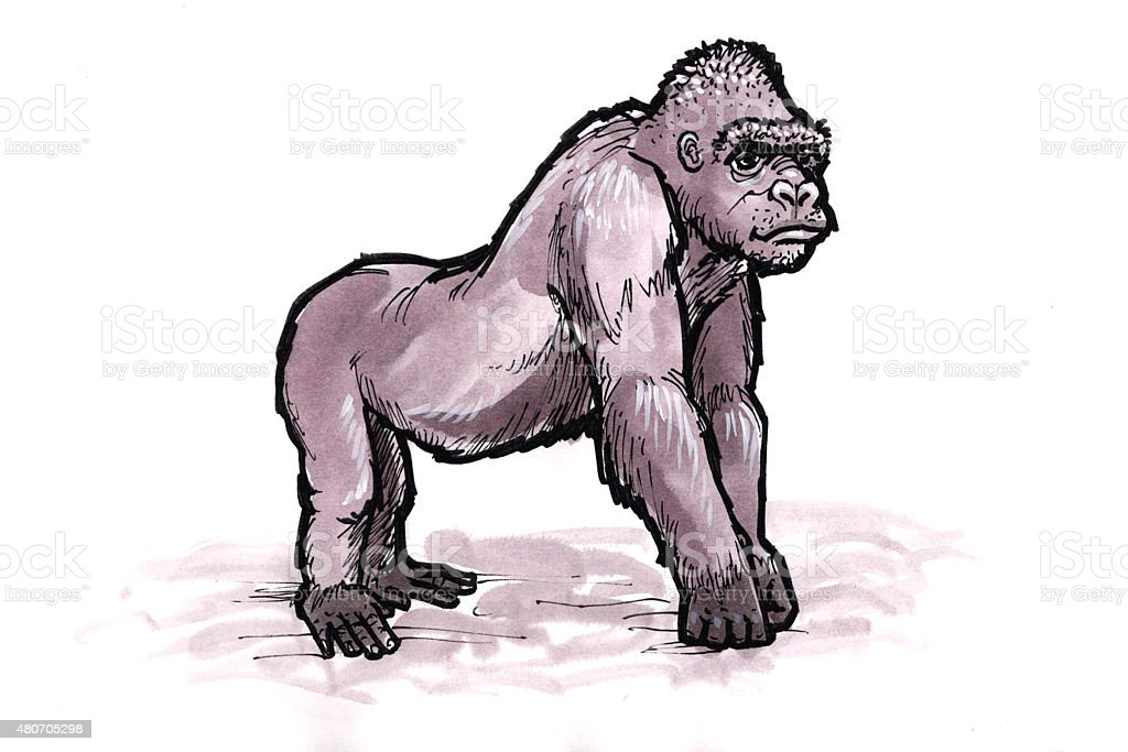 Detail Gambar Kartun Gorila Nomer 51