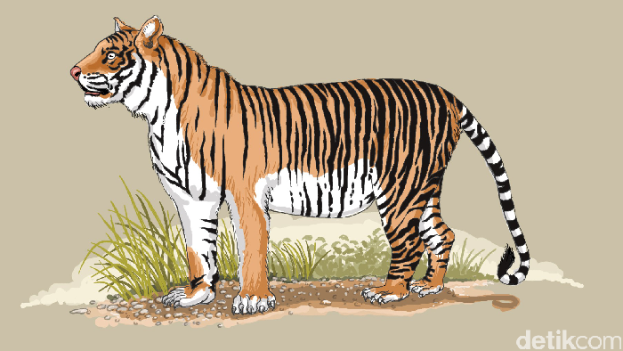 Detail Gambar Kartun Harimau Memangsa Nomer 15