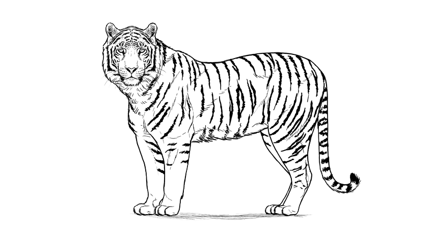 Detail Gambar Kartun Harimau Memangsa Nomer 22