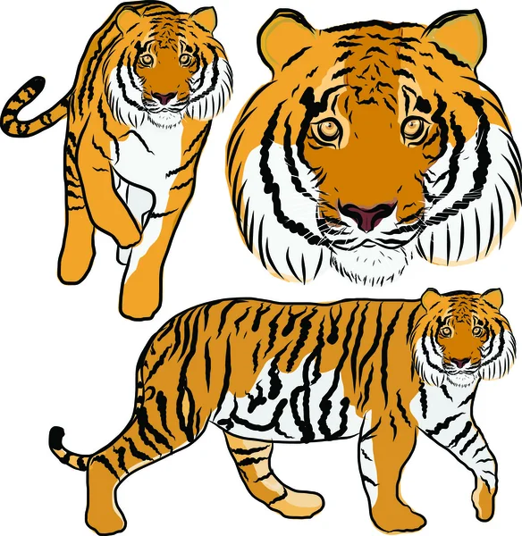 Detail Gambar Kartun Harimau Tengelam Nomer 55