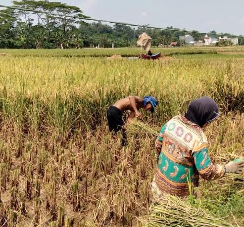 Detail Gambar Kartun Ibu Petani Memanen Padi Nomer 11