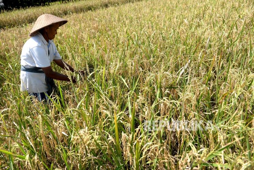 Detail Gambar Kartun Ibu Petani Memanen Padi Nomer 15