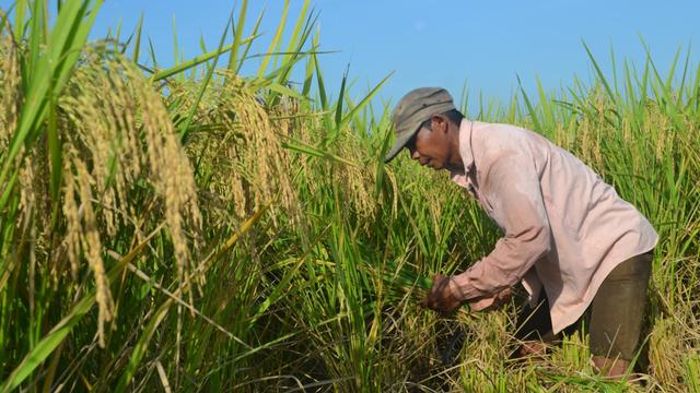 Detail Gambar Kartun Ibu Petani Memanen Padi Nomer 19