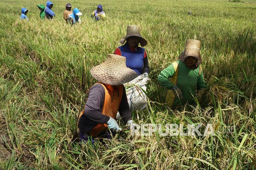 Detail Gambar Kartun Ibu Petani Memanen Padi Nomer 32