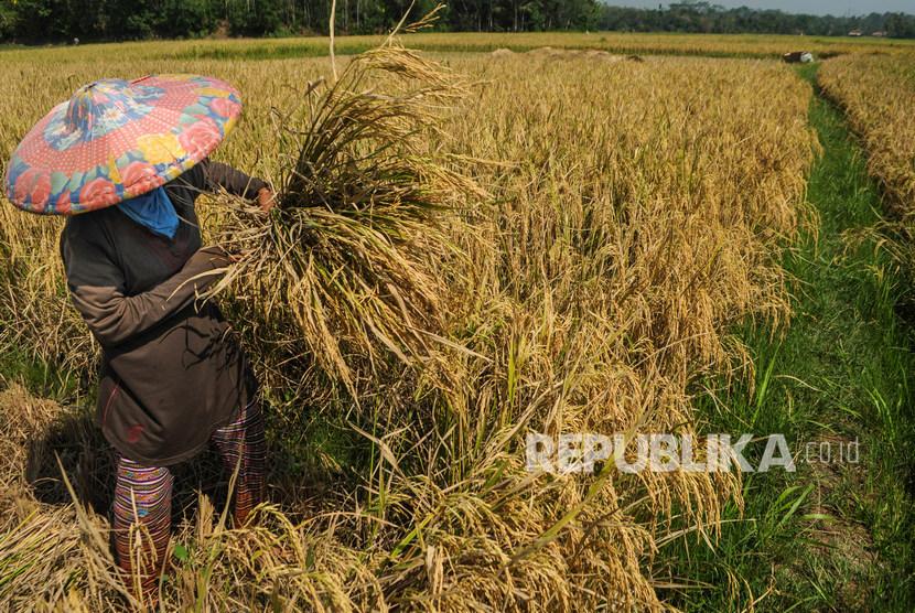 Detail Gambar Kartun Ibu Petani Memanen Padi Nomer 5