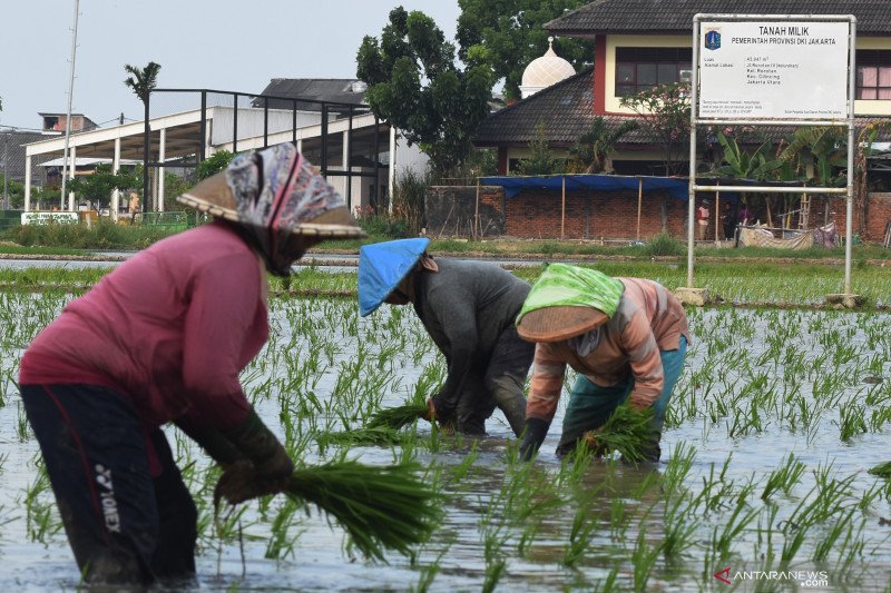 Detail Gambar Kartun Ibu Petani Memanen Padi Nomer 50