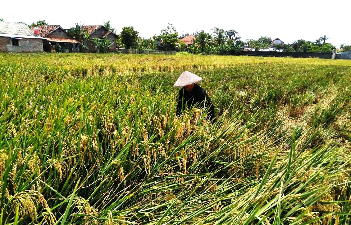 Detail Gambar Kartun Ibu Petani Memanen Padi Nomer 51