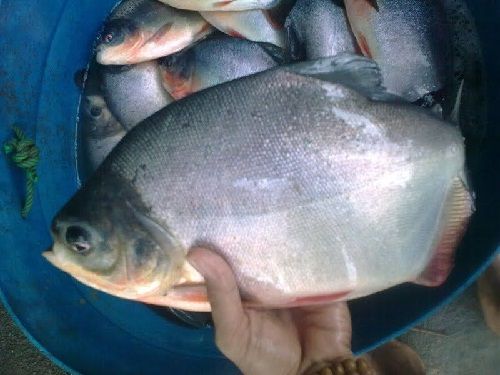 Detail Gambar Kartun Ikan Bawal Laut Nomer 20