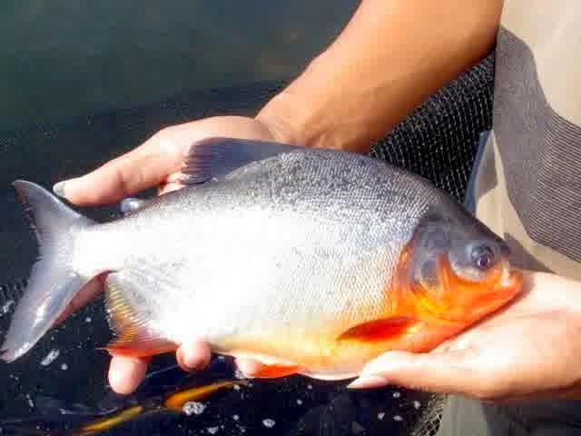 Detail Gambar Kartun Ikan Bawal Laut Nomer 25