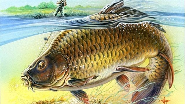 Detail Gambar Kartun Ikan Mas Nomer 14