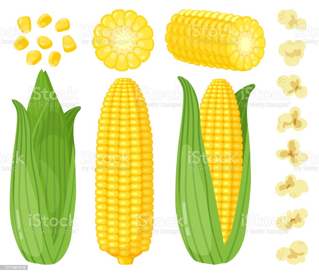 Detail Gambar Kartun Jagung Nomer 10