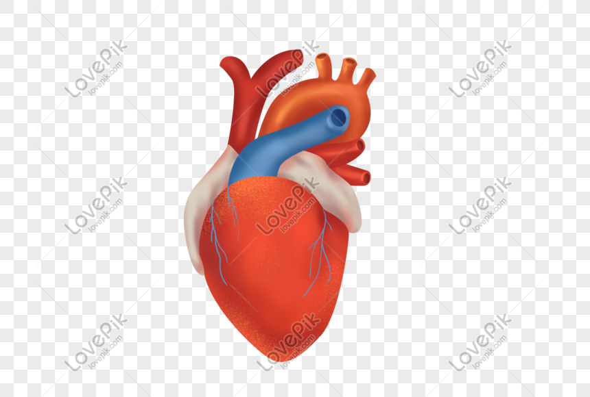 Detail Gambar Kartun Jantung Nomer 3