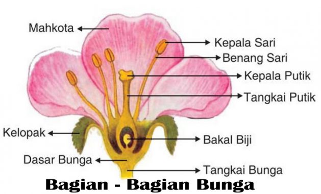 Detail Gambar Kartun Nama Bunga Dan Gambarnya Nomer 36