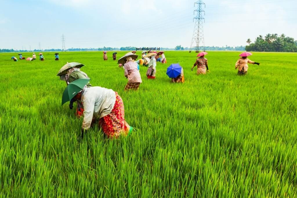 Detail Gambar Kartun Petani Di Sawah Nomer 12