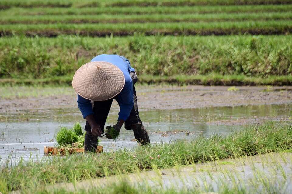 Detail Gambar Kartun Petani Di Sawah Nomer 19