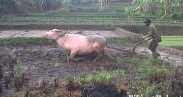 Detail Gambar Kartun Petani Membajak Sawah Nomer 52