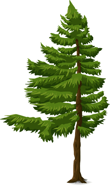 Detail Gambar Kartun Pohon Cemara Nomer 11