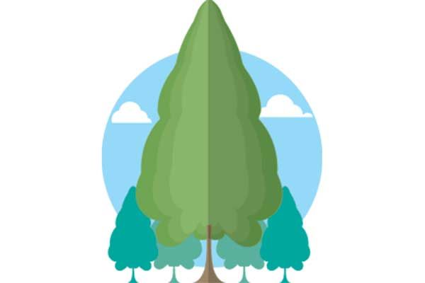 Detail Gambar Kartun Pohon Cemara Nomer 21