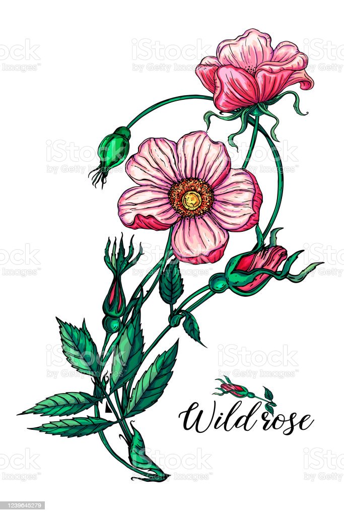 Detail Gambar Kartun Rangkaian Bunga Mawar Nomer 33