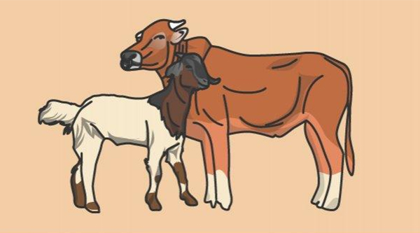 Detail Gambar Kartun Sapi Dan Kambing Nomer 43