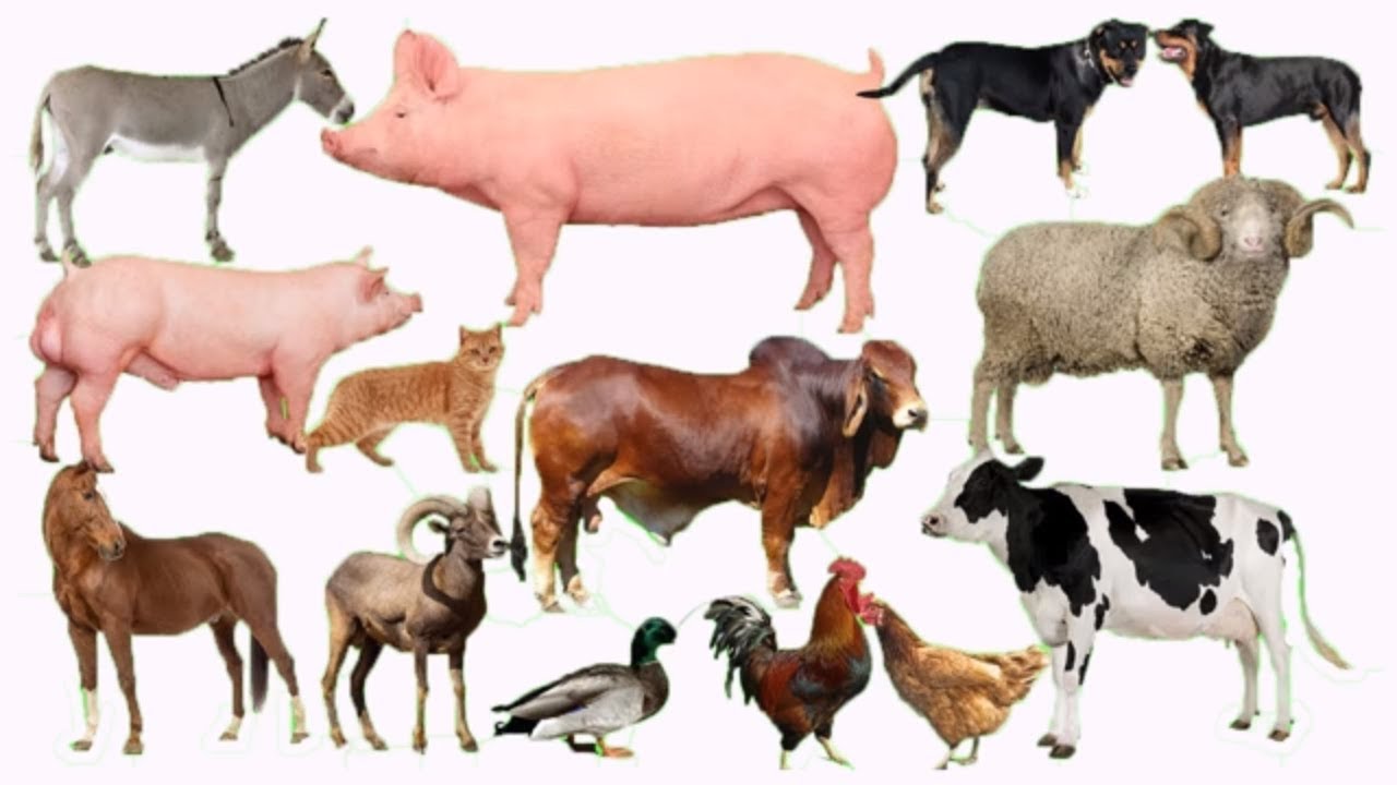 Detail Gambar Kartun Sapi Dan Kambing Nomer 47