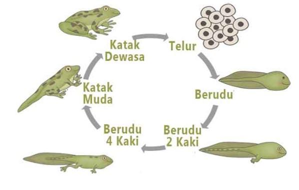 Detail Gambar Kartun Telur Katak Nomer 16