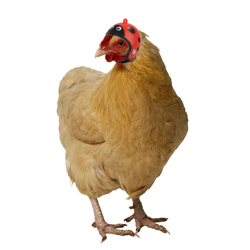 Detail Gambar Karun Ayam Dalam Tuduang Nomer 34