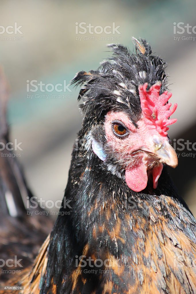 Detail Gambar Karun Ayam Dalam Tuduang Nomer 46