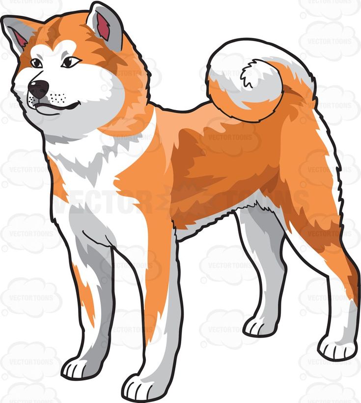 Detail Akita Inu Bilder Nomer 18