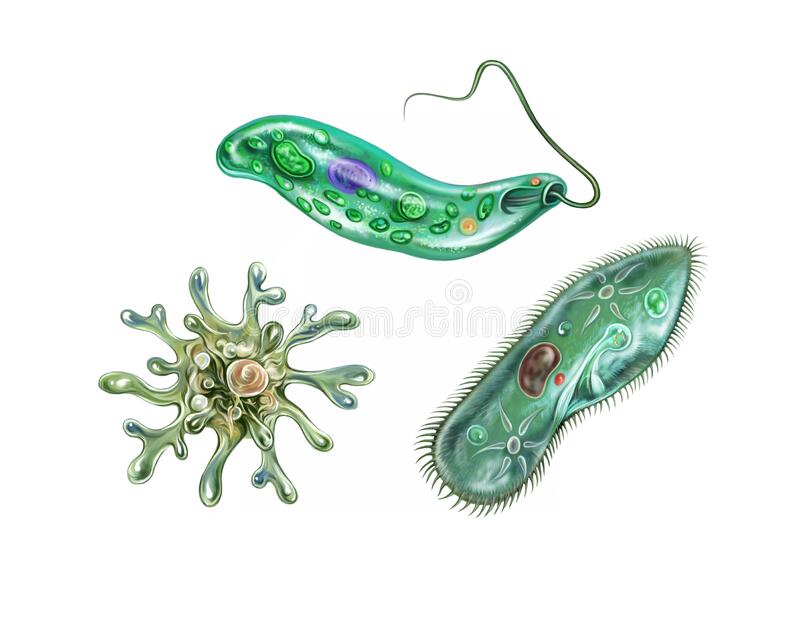 Detail Amoeba Dan Paramecium Nomer 9