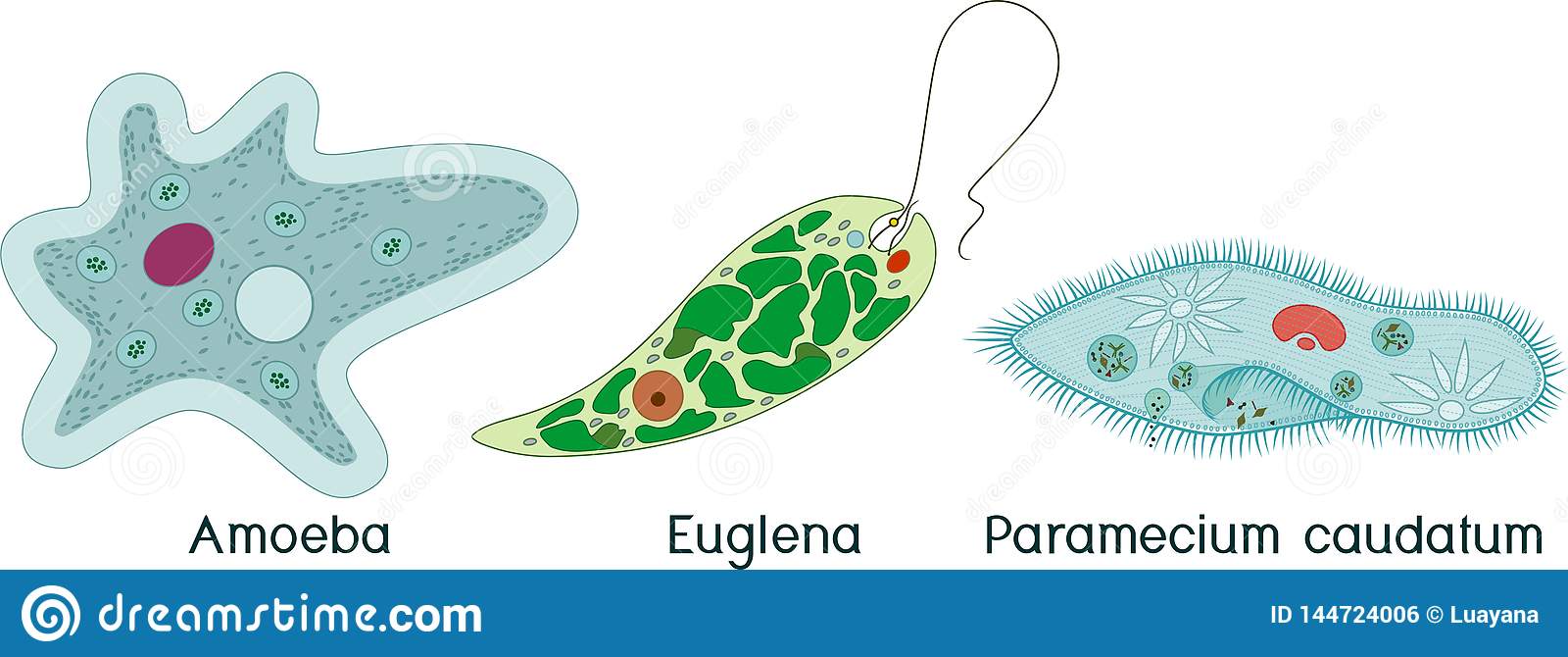 Detail Amoeba Dan Paramecium Nomer 10