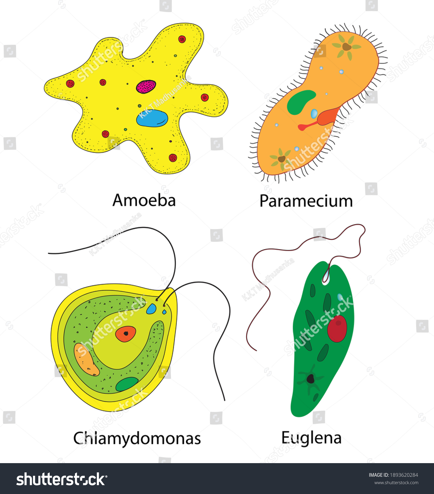 Detail Amoeba Dan Paramecium Nomer 11