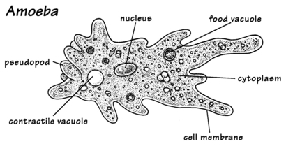 Detail Amoeba Dan Paramecium Nomer 13