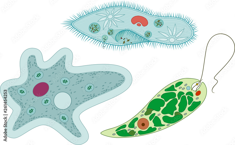 Detail Amoeba Dan Paramecium Nomer 14