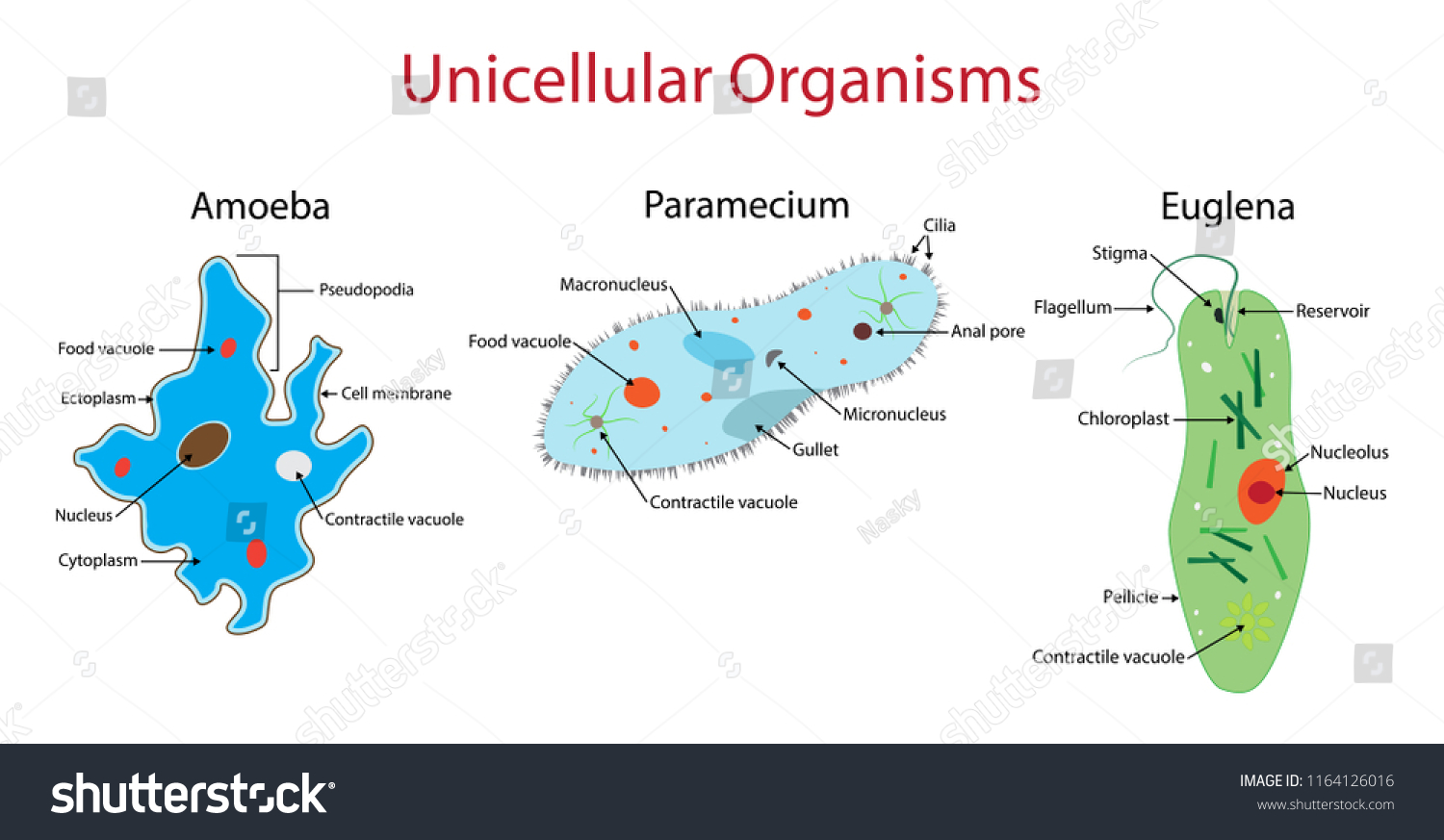 Detail Amoeba Dan Paramecium Nomer 15