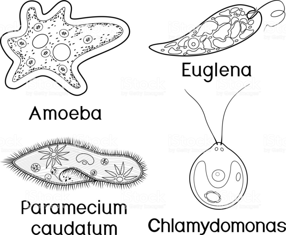 Detail Amoeba Dan Paramecium Nomer 2