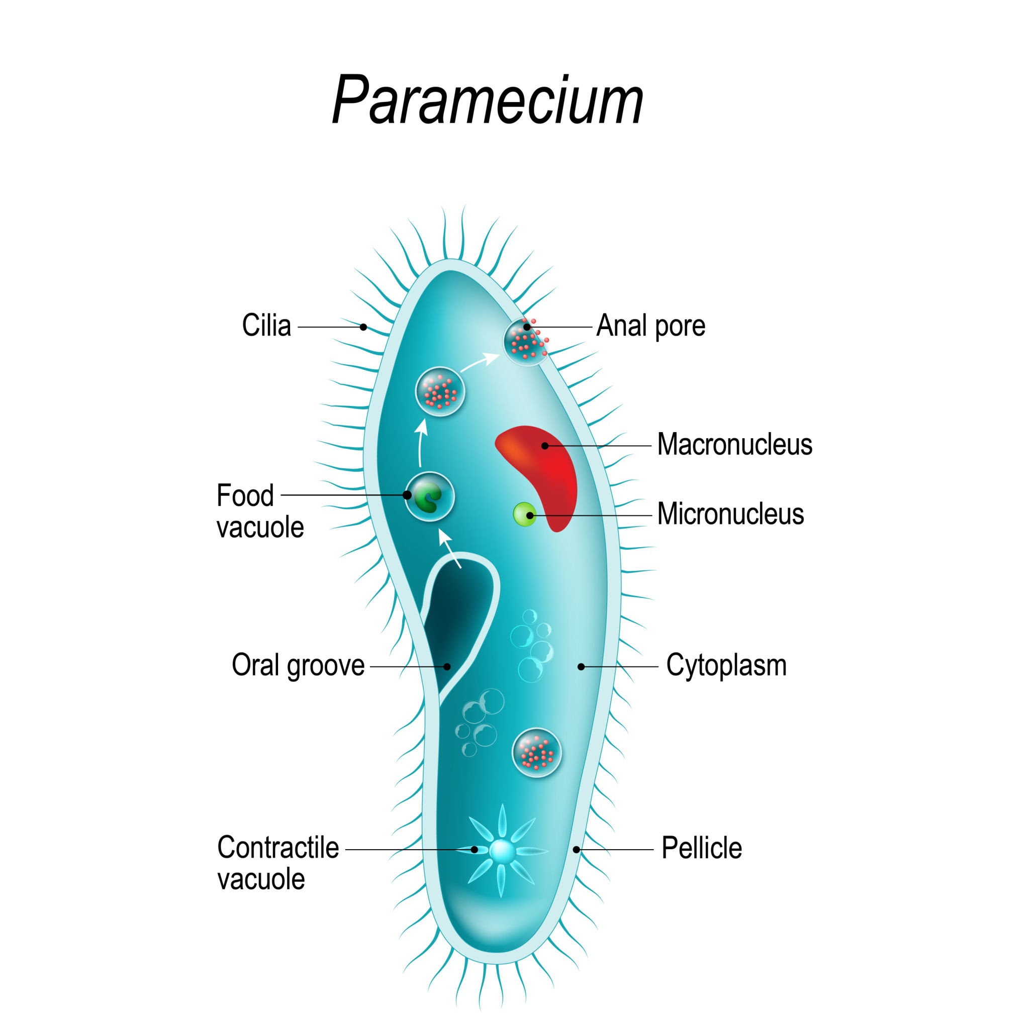 Detail Amoeba Dan Paramecium Nomer 18